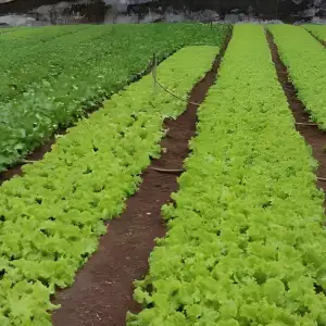 Green Acre Farm